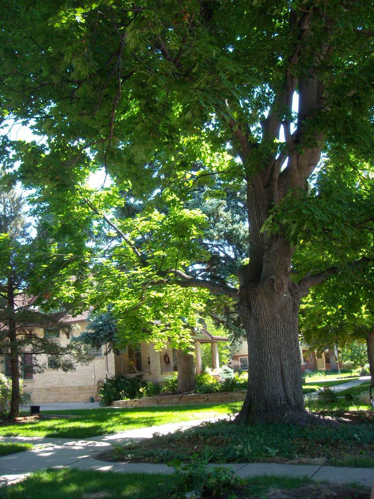 This is a Norway Maple at 121 W. Mountain Ave. in Fort Collins.  This particular one is a #1 champ.