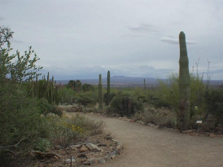 Cacti behind the Desert Museum.