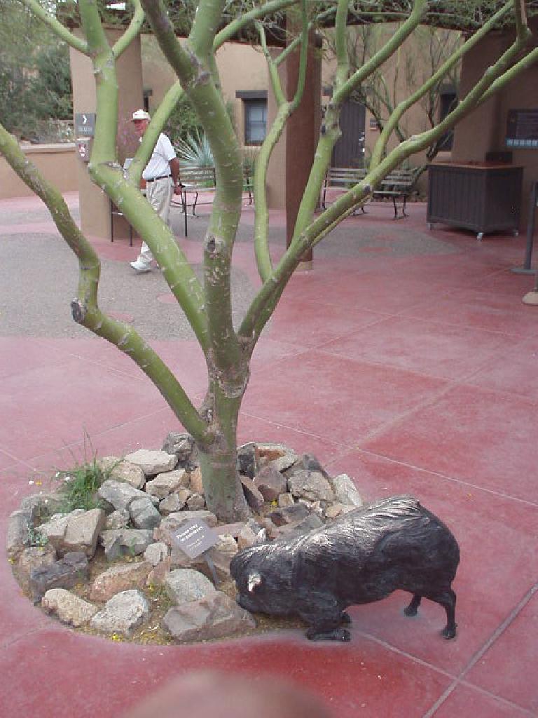 Tree and pig (?) at the Desert Museum.
