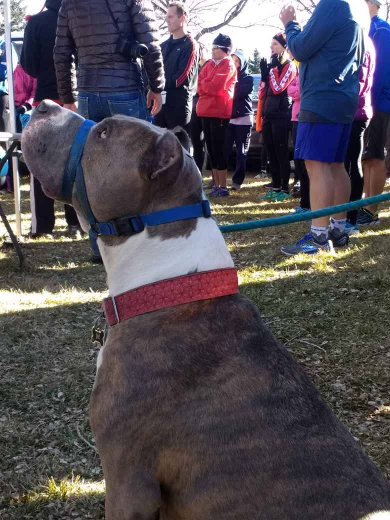 Dog with red collar looking on after the end of the 2017 Turkey/Donut Predict 5k at Rolland Moore Park. 