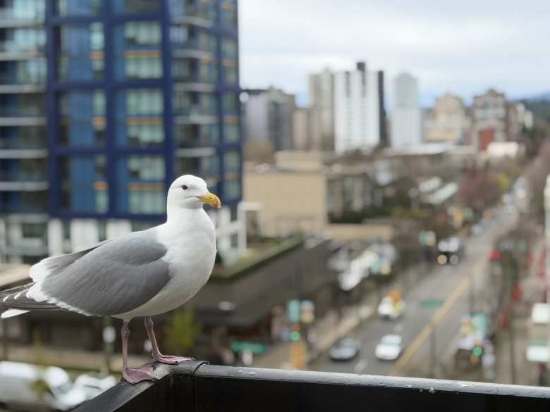 A large bird on the balcony of the Opportune Hotel in Vancouver, British Columbia. A large bird on the balcony of the Opportune Hotel in Vancouver, British Columbia.