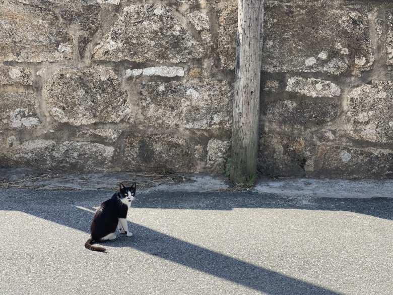 Oreuchi Pequeño (an outdoor cat that looks a bit like our Oreo) was outside Andrea's mother's house to see us off.