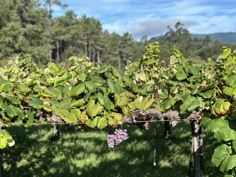 Grapes in Catoira.