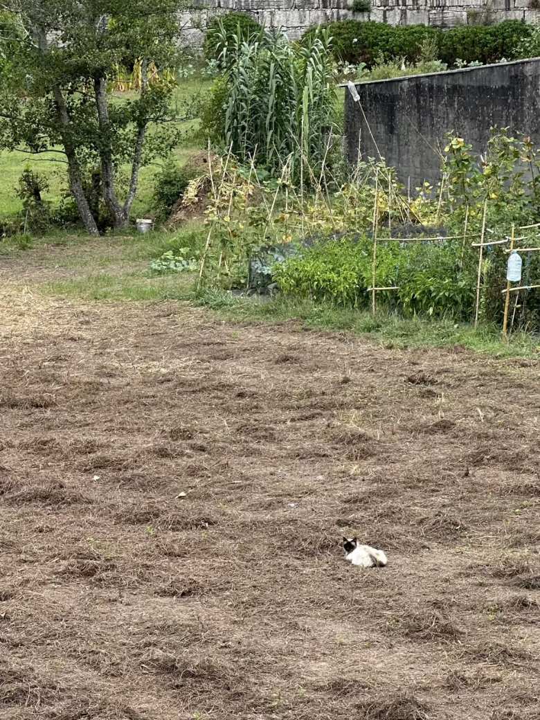 This white cat lying in the middle of the field had the land all to itself.