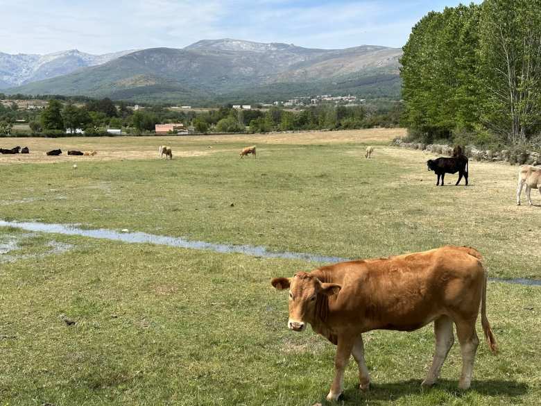 Cows in the pastures between VaughanTown Puerta de Gredos and El Barco de Ávila.
