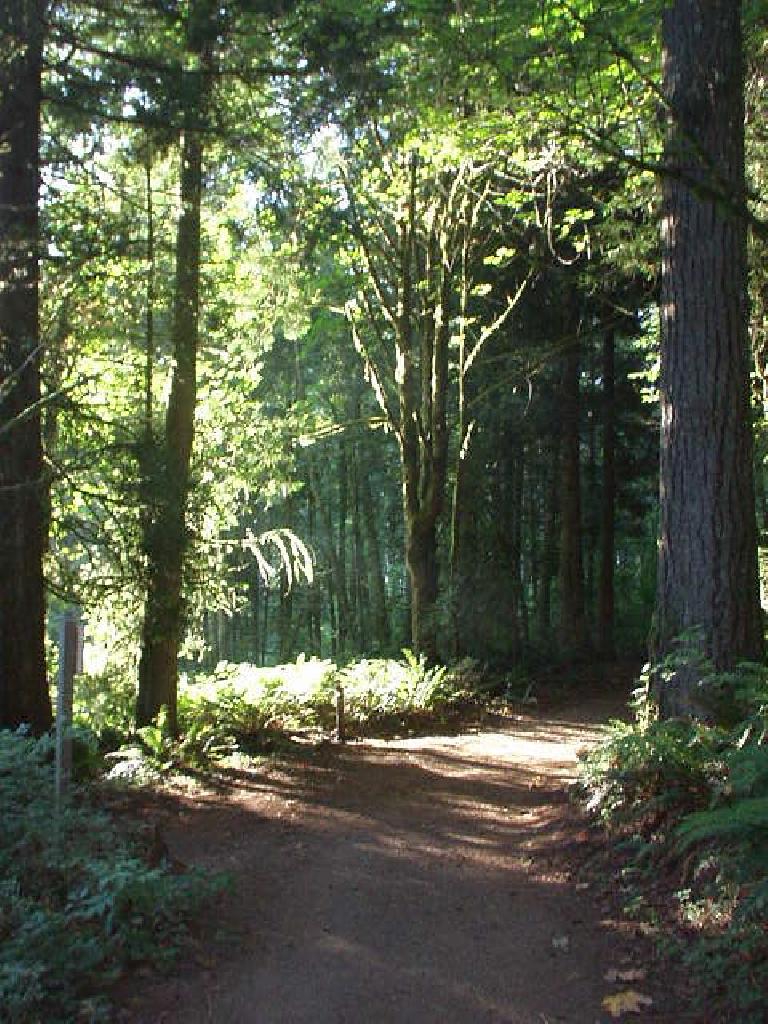 En route from Portland to Mt. St. Helens National Monument, I camped overnight at Battle Ground State Park northeast of Vancouver.  The campgounds are nestled in a grove of towering Douglas fir trees.