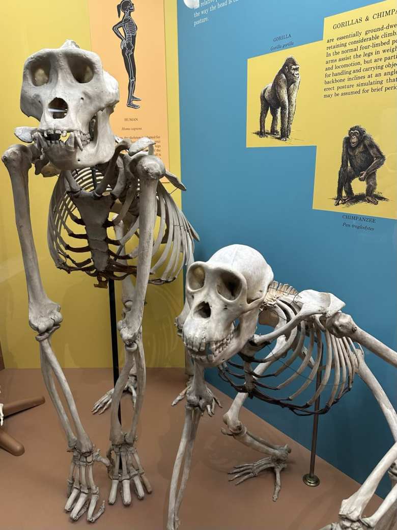 Skeletons of a gorilla and chimpanzee at the Natural History Museum.