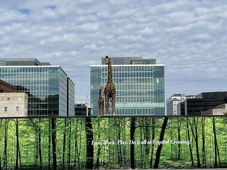 Giraffe statues at Capitol Crossing.