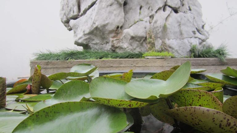 Water lily leaves in front of stone.