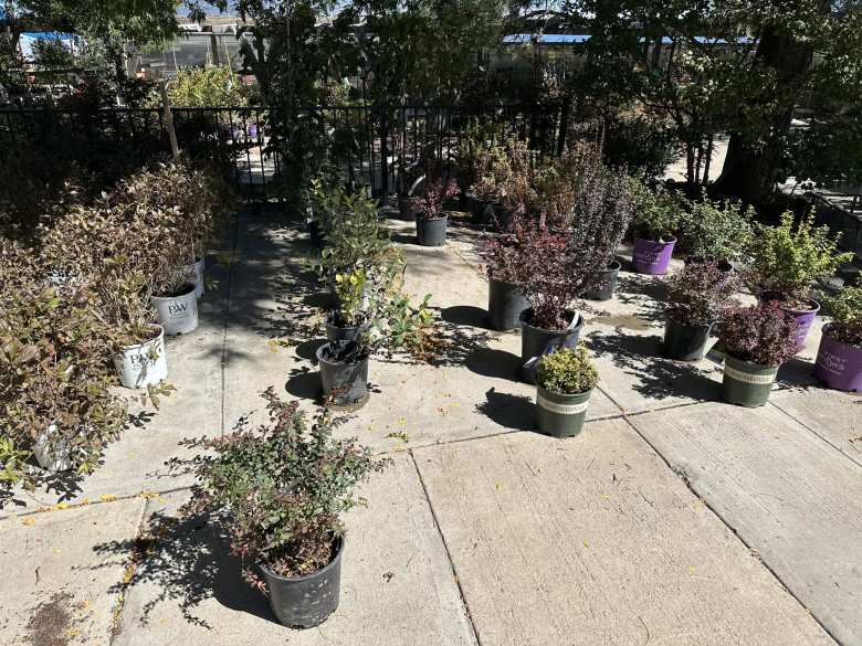 There were various barberry bushes shrubs at Bath Nursery & Garden. I picked out the one in the lower left corner as that seemed closest to what I had.