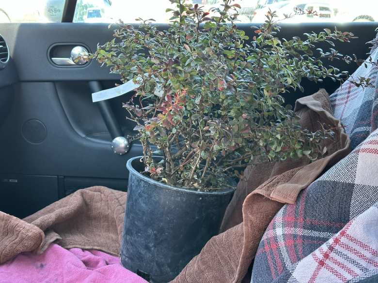 The Crimson Pygmy Japanese Barberry in my Audi TT.