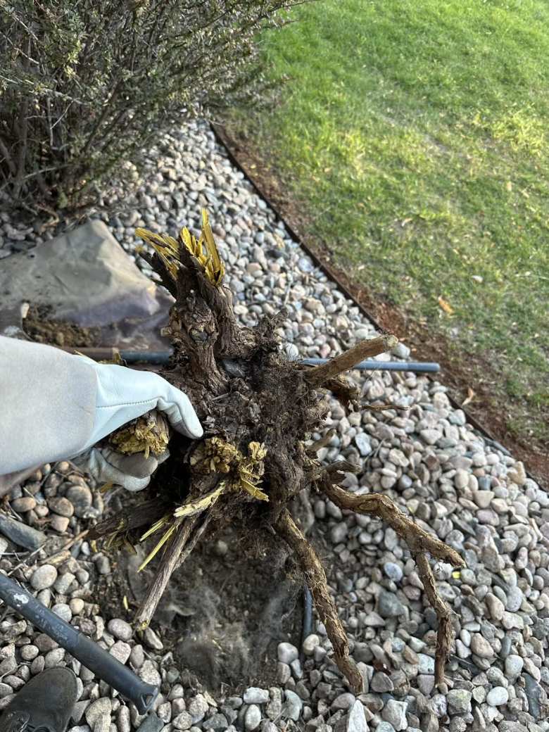 Removing the rootball of the dead barberry shrub.