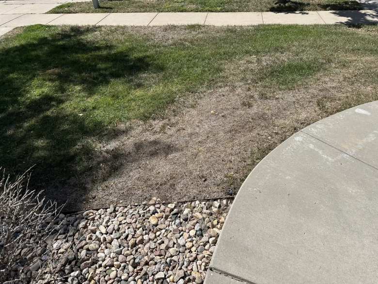 One unexpected surprise when I arrived in Fort Collins was that the front yard was half-dead with lots of bare spots.